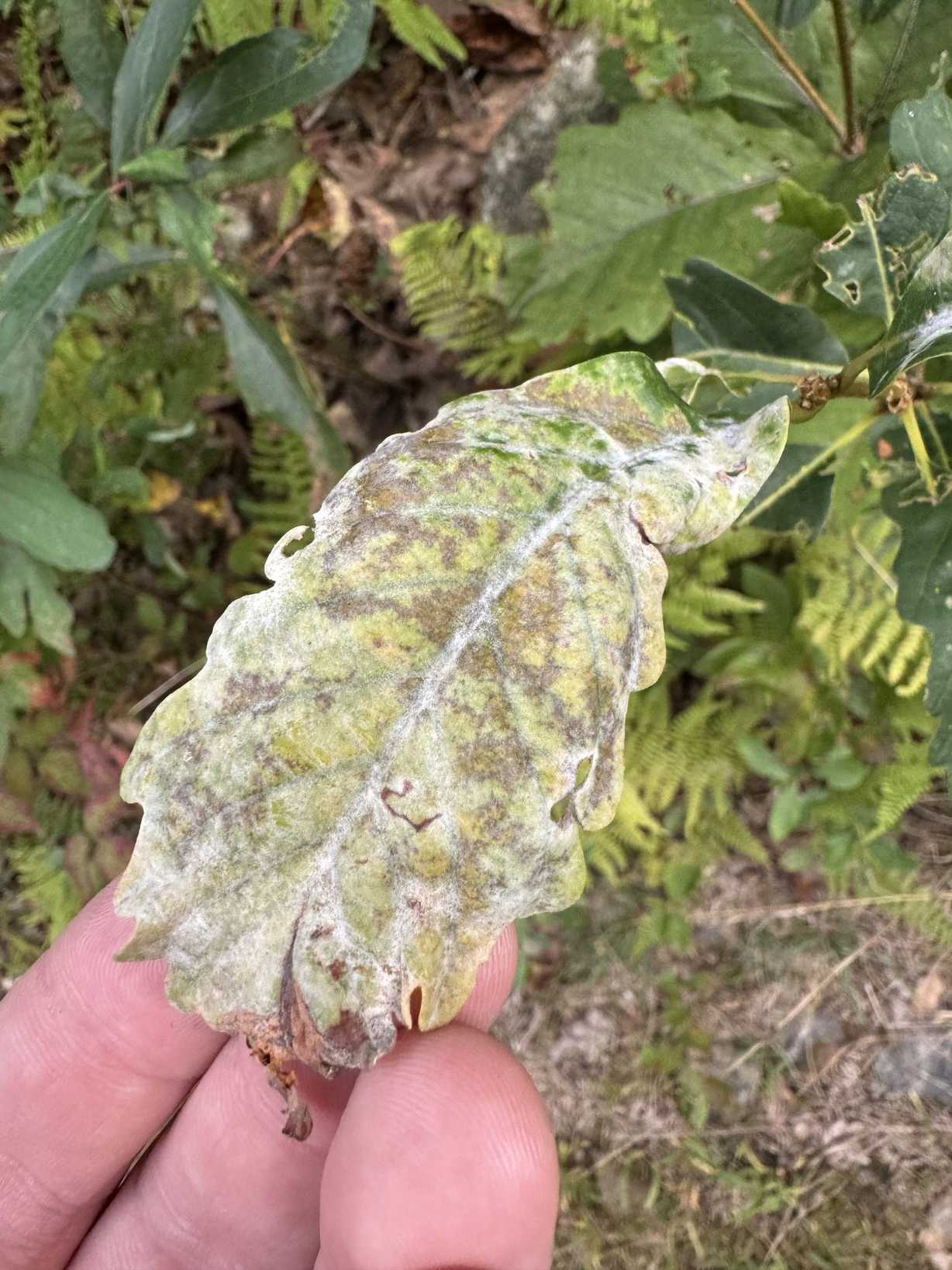 Oidium citri