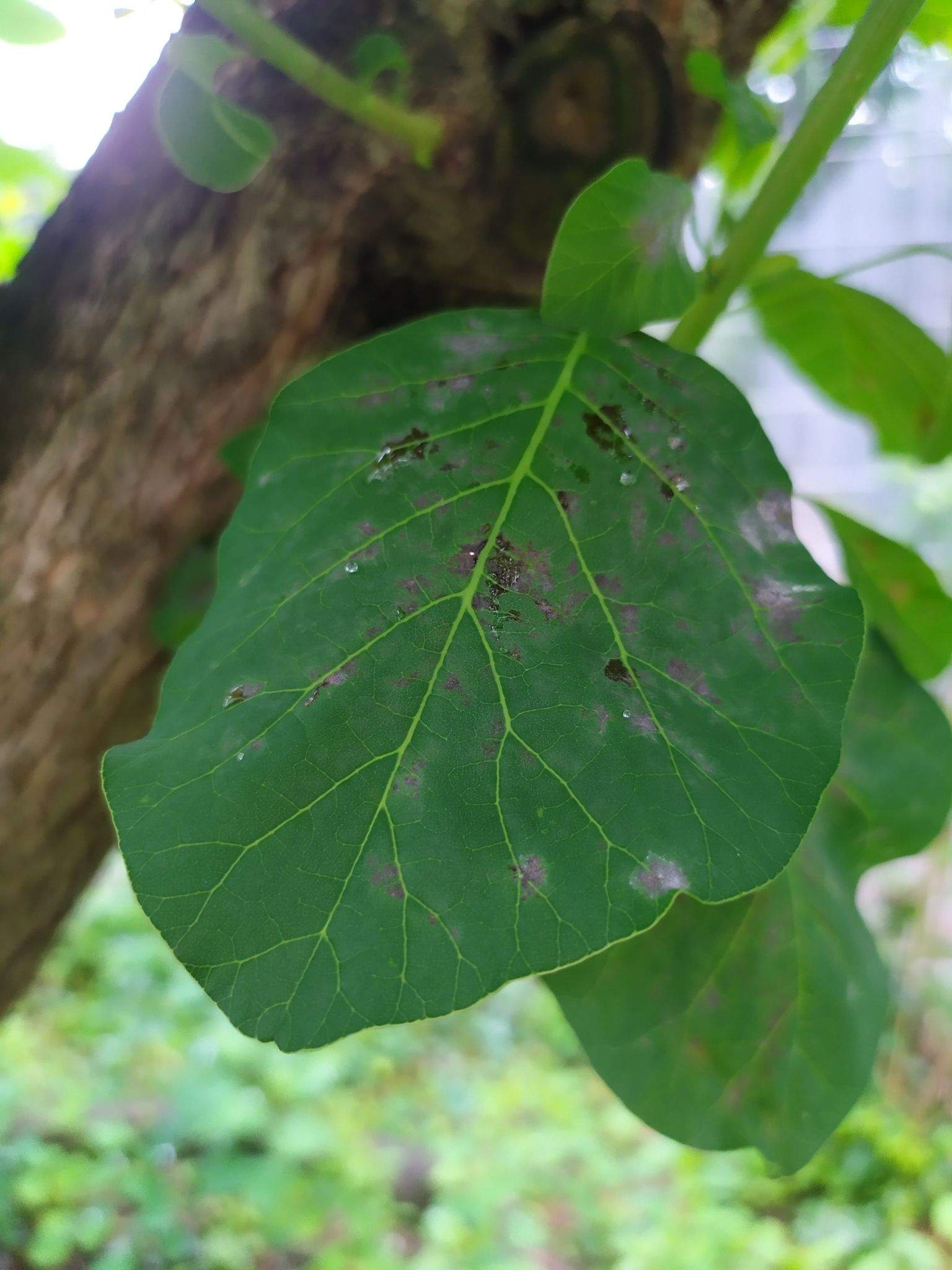 Oidium citri