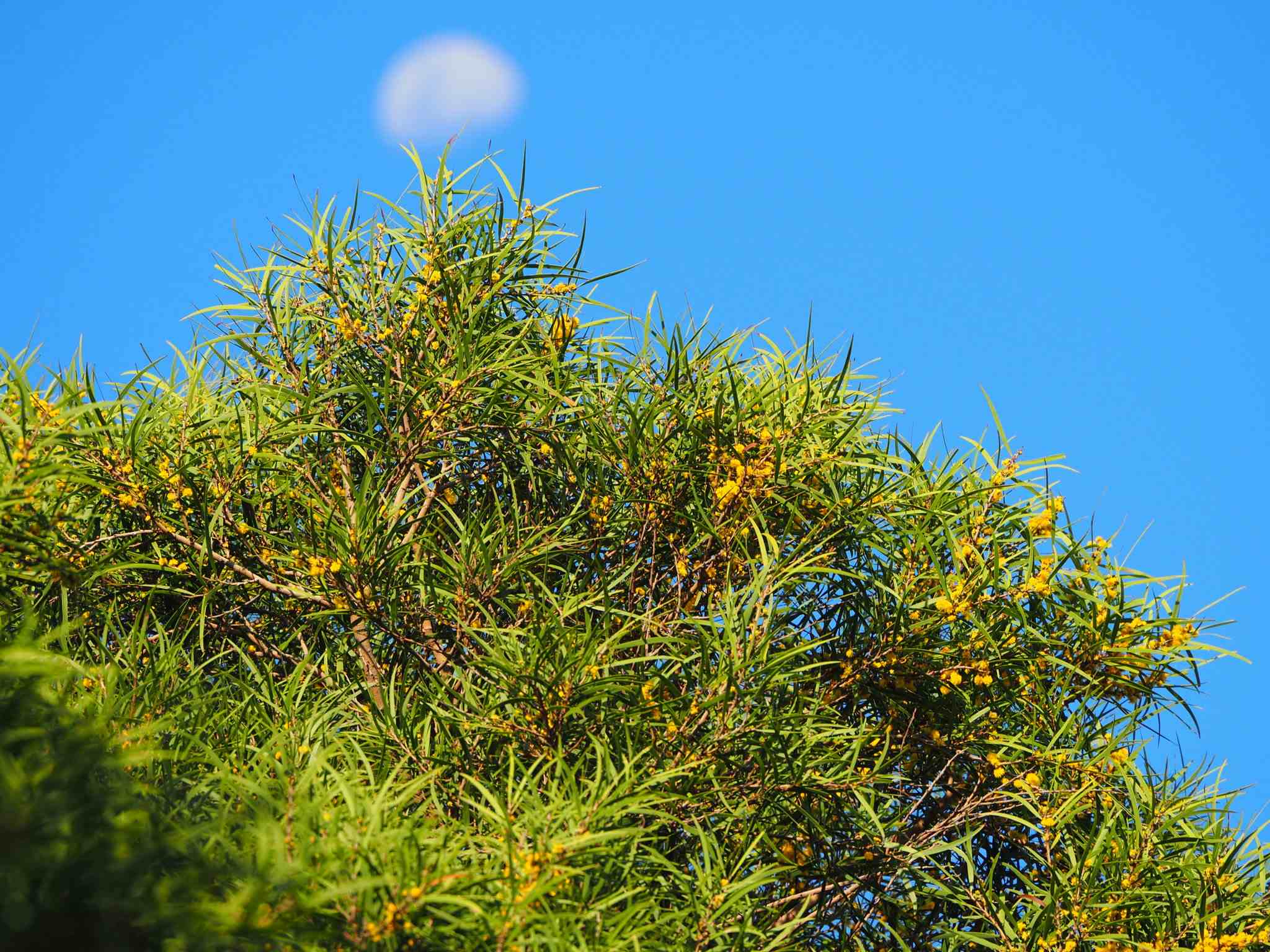 Acacia confusa