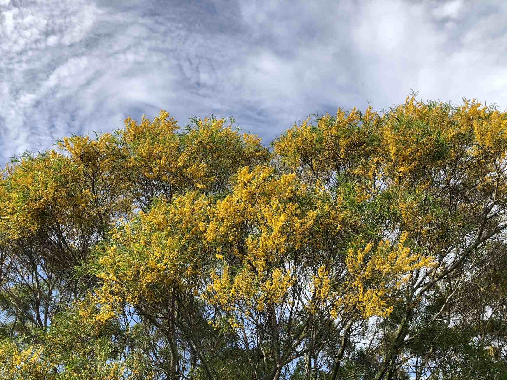 Acacia confusa
