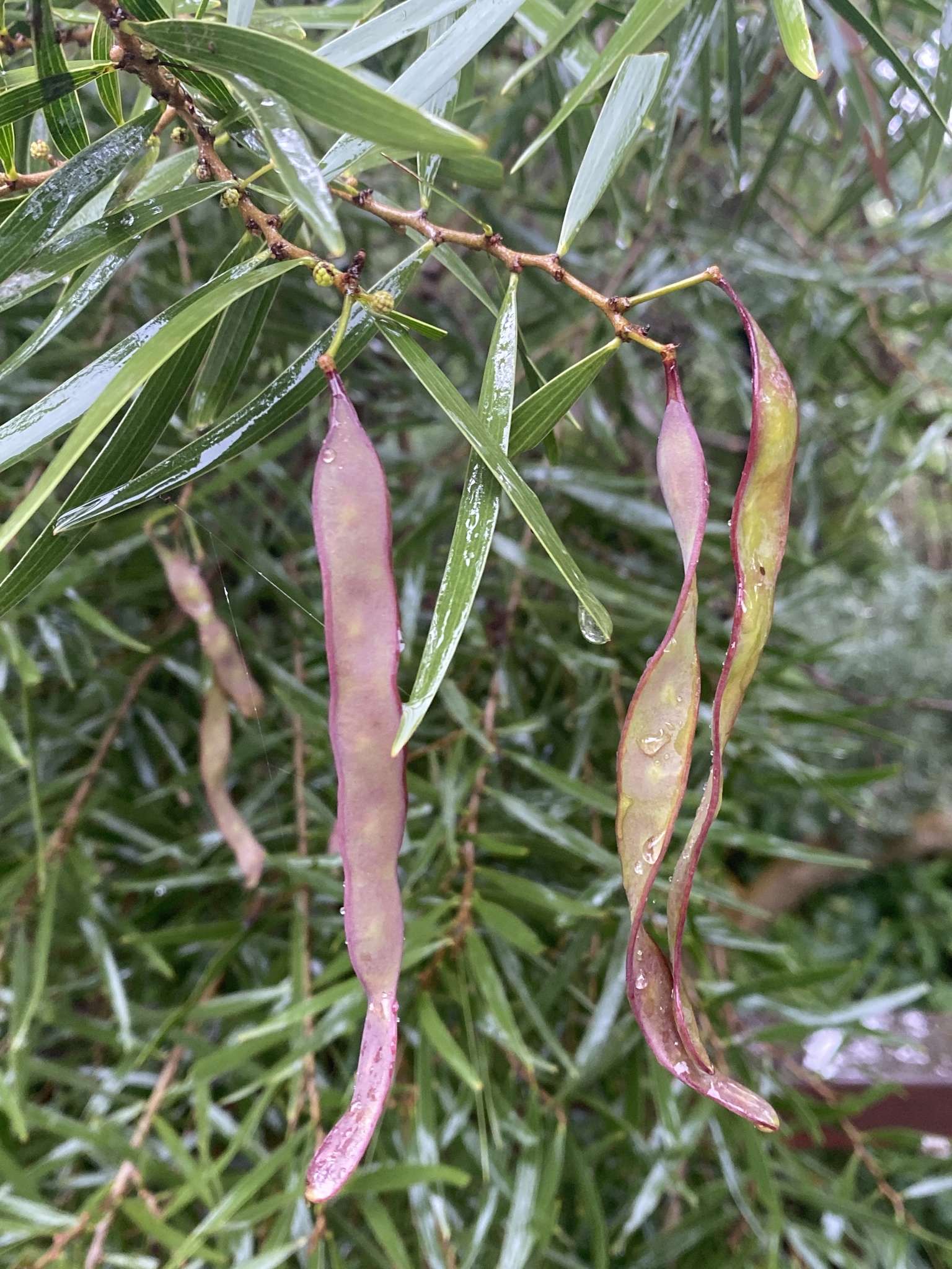 Acacia confusa