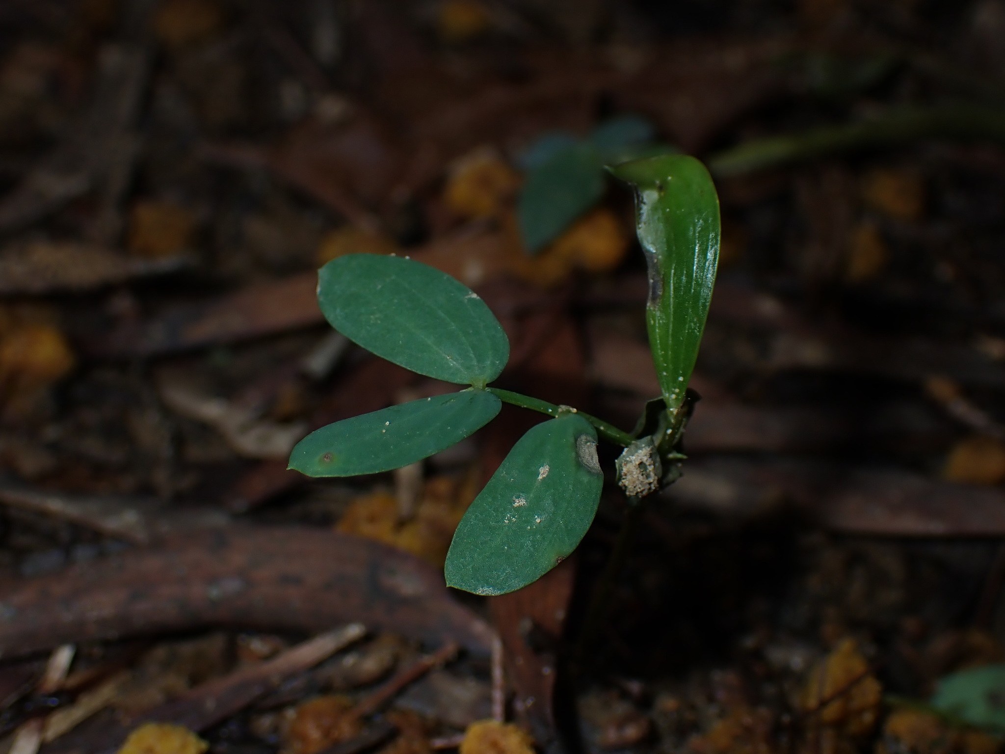 Acacia confusa