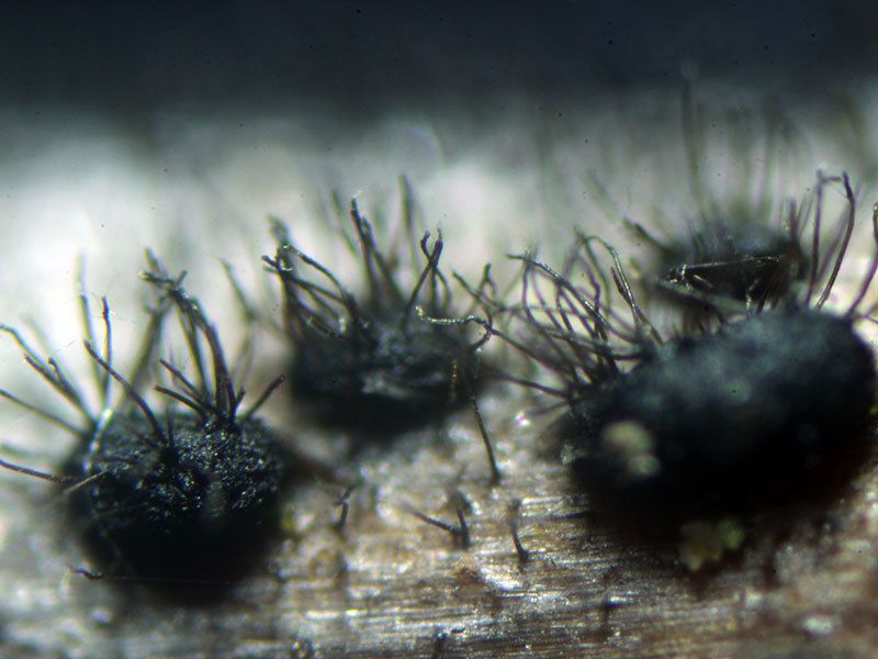 Setophoma terrestris