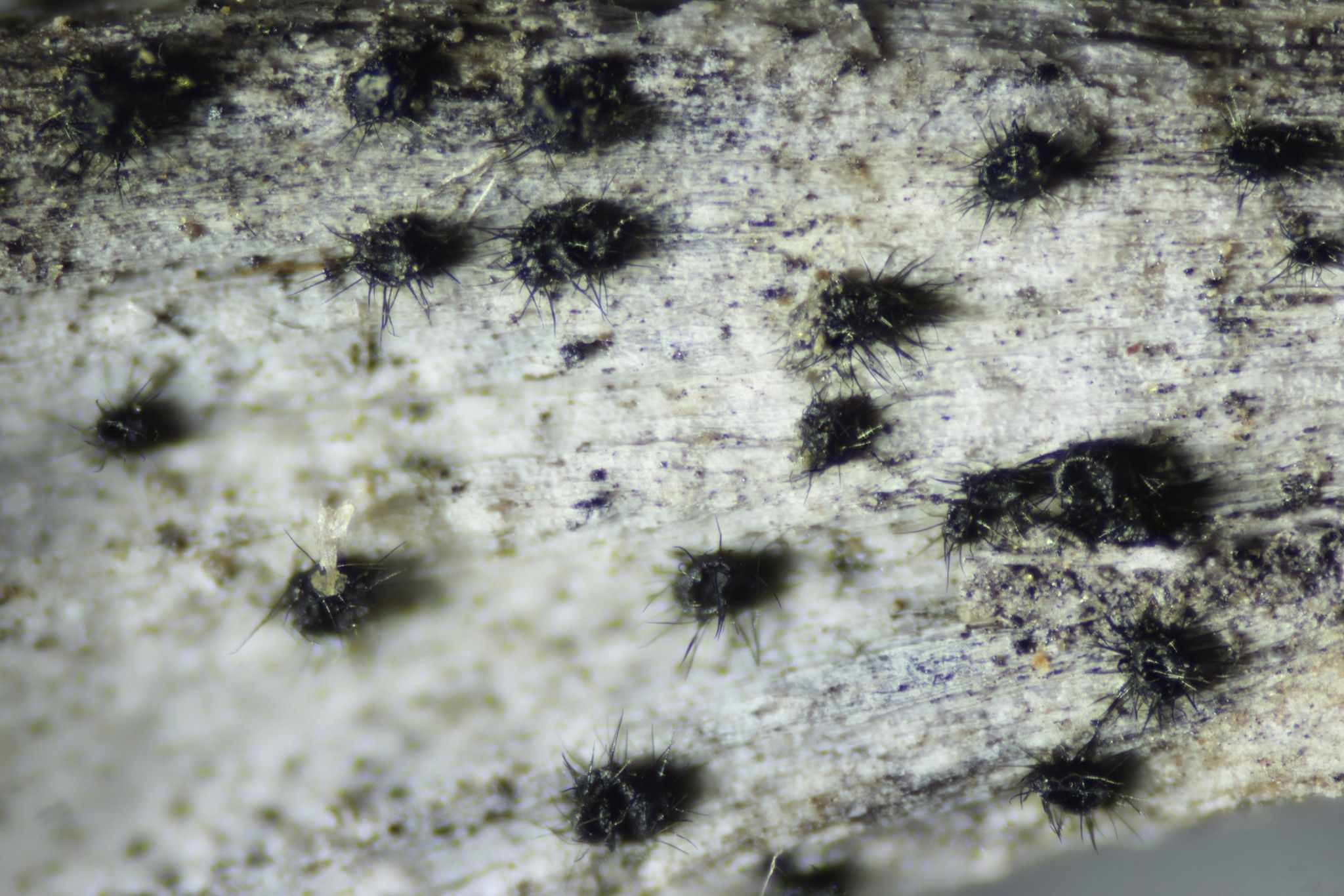 Setophoma terrestris
