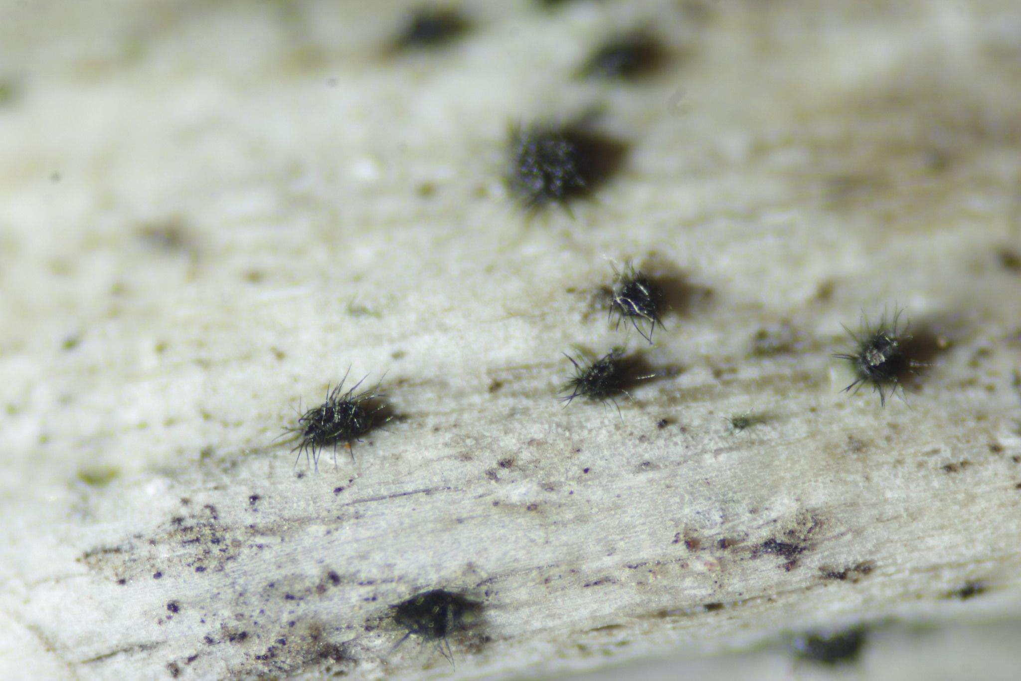 Setophoma terrestris