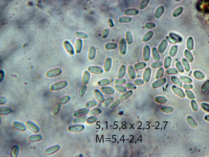 Setophoma terrestris