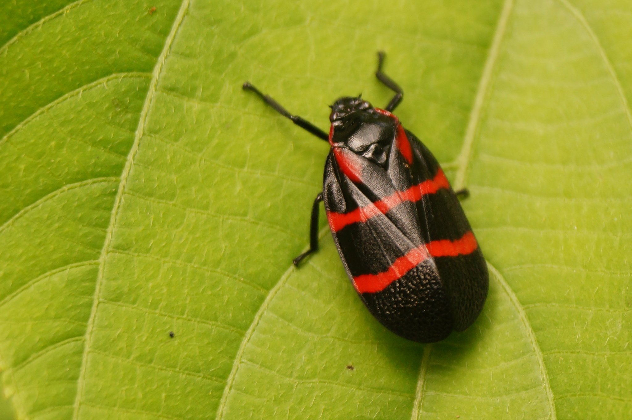 Tomaspis