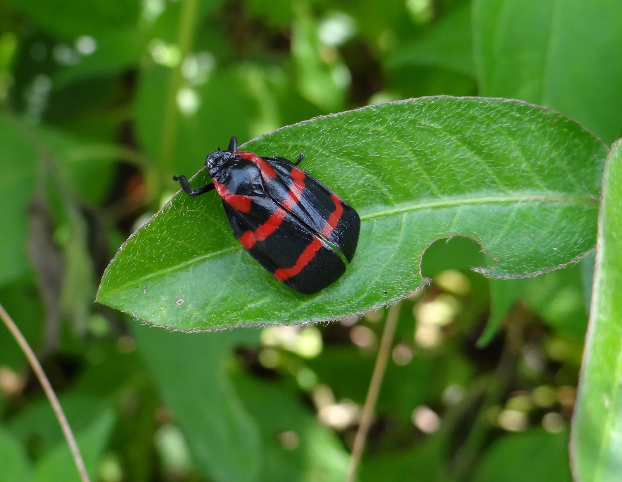 Tomaspis