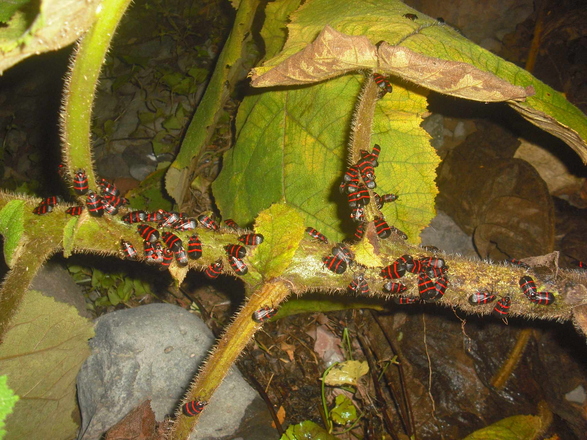 Tomaspis
