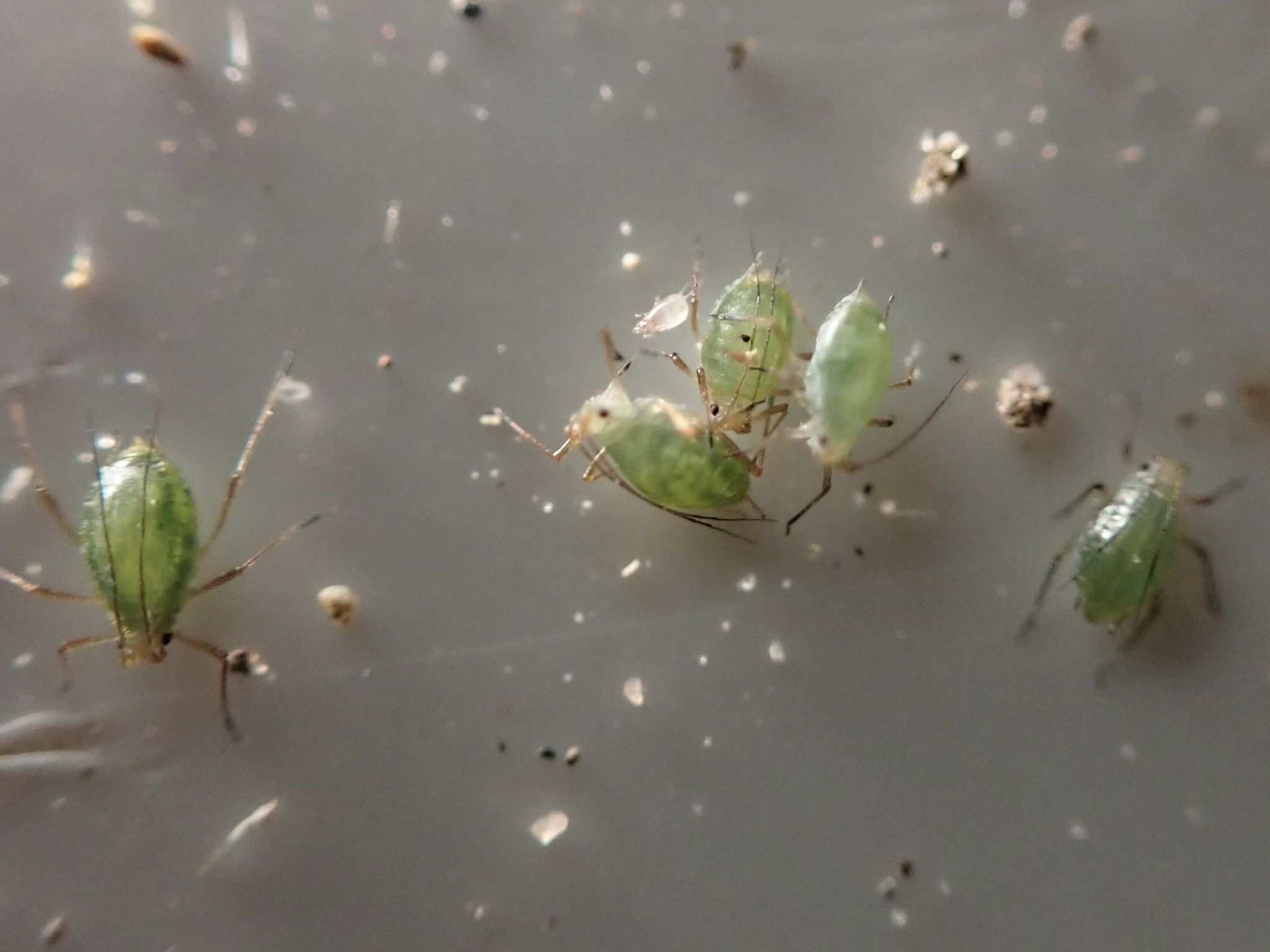 Myzus ascalonicus