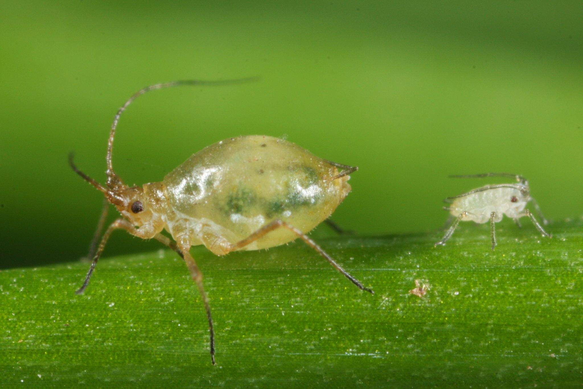 Myzus ascalonicus