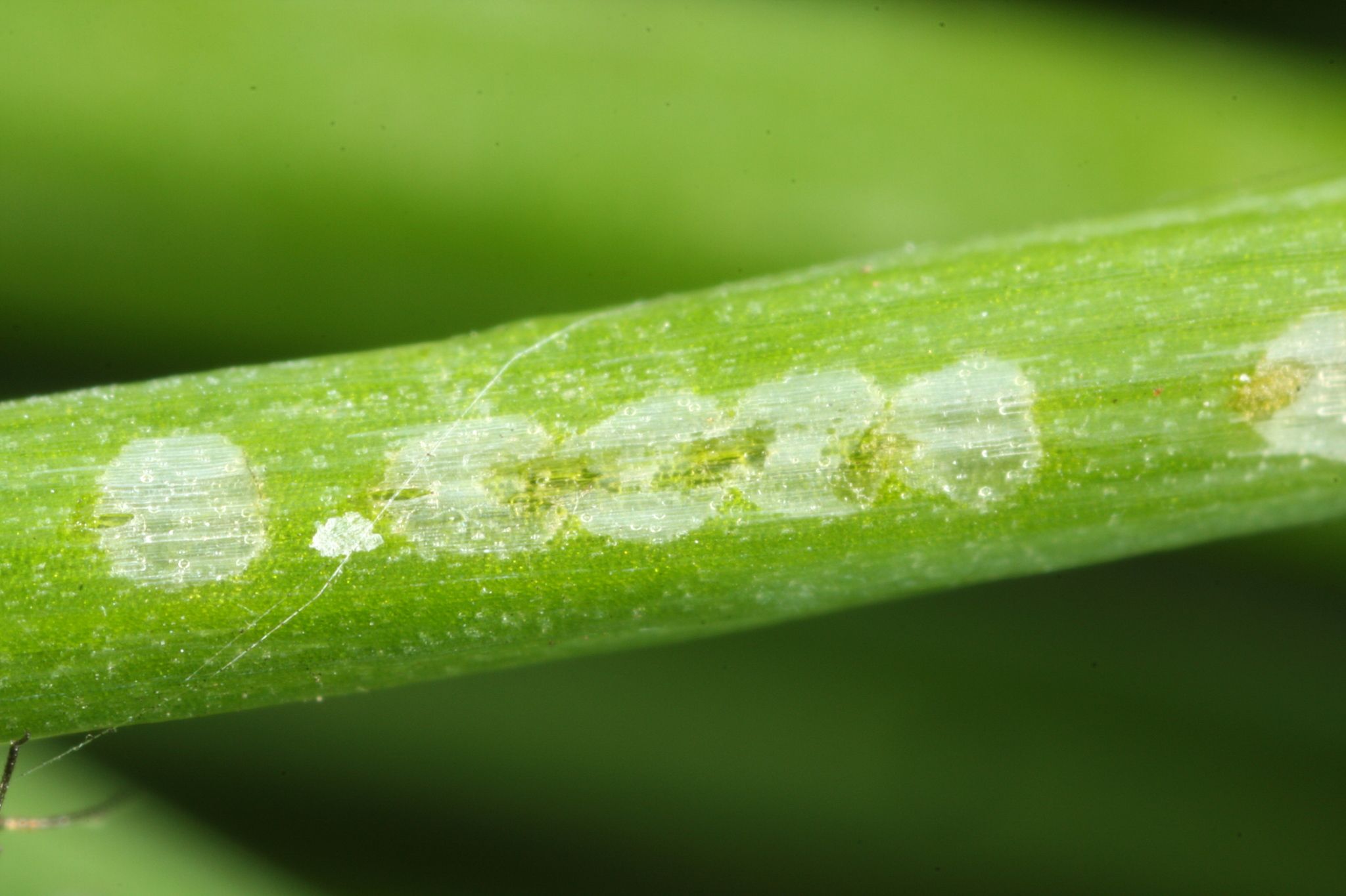 Myzus ascalonicus