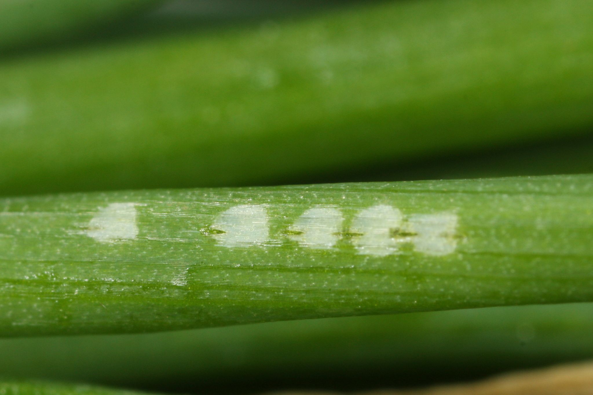 Myzus ascalonicus