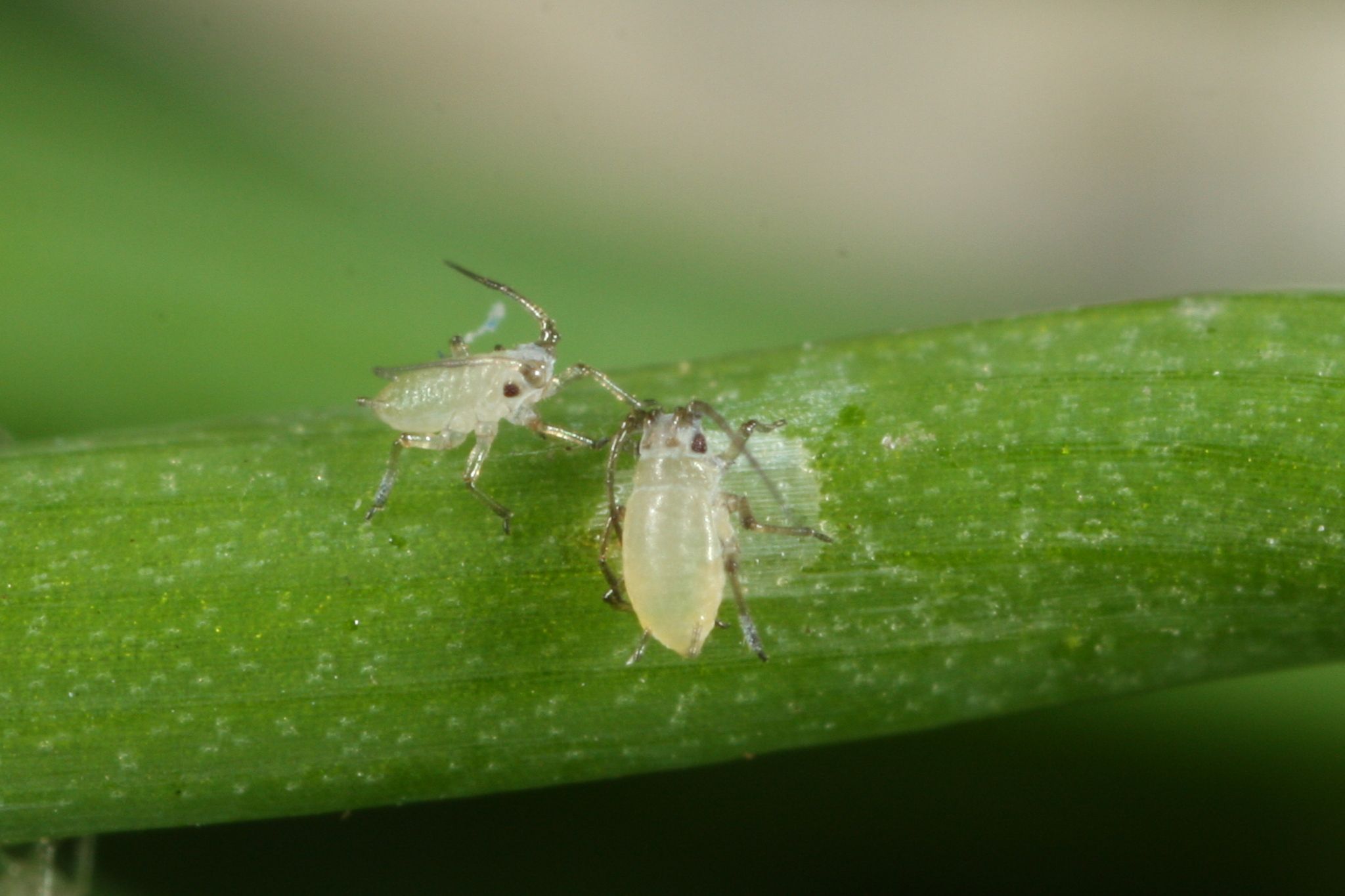 Myzus ascalonicus