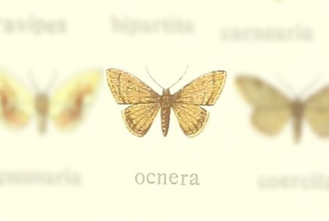 Ocnera