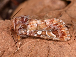 Panolis flammea