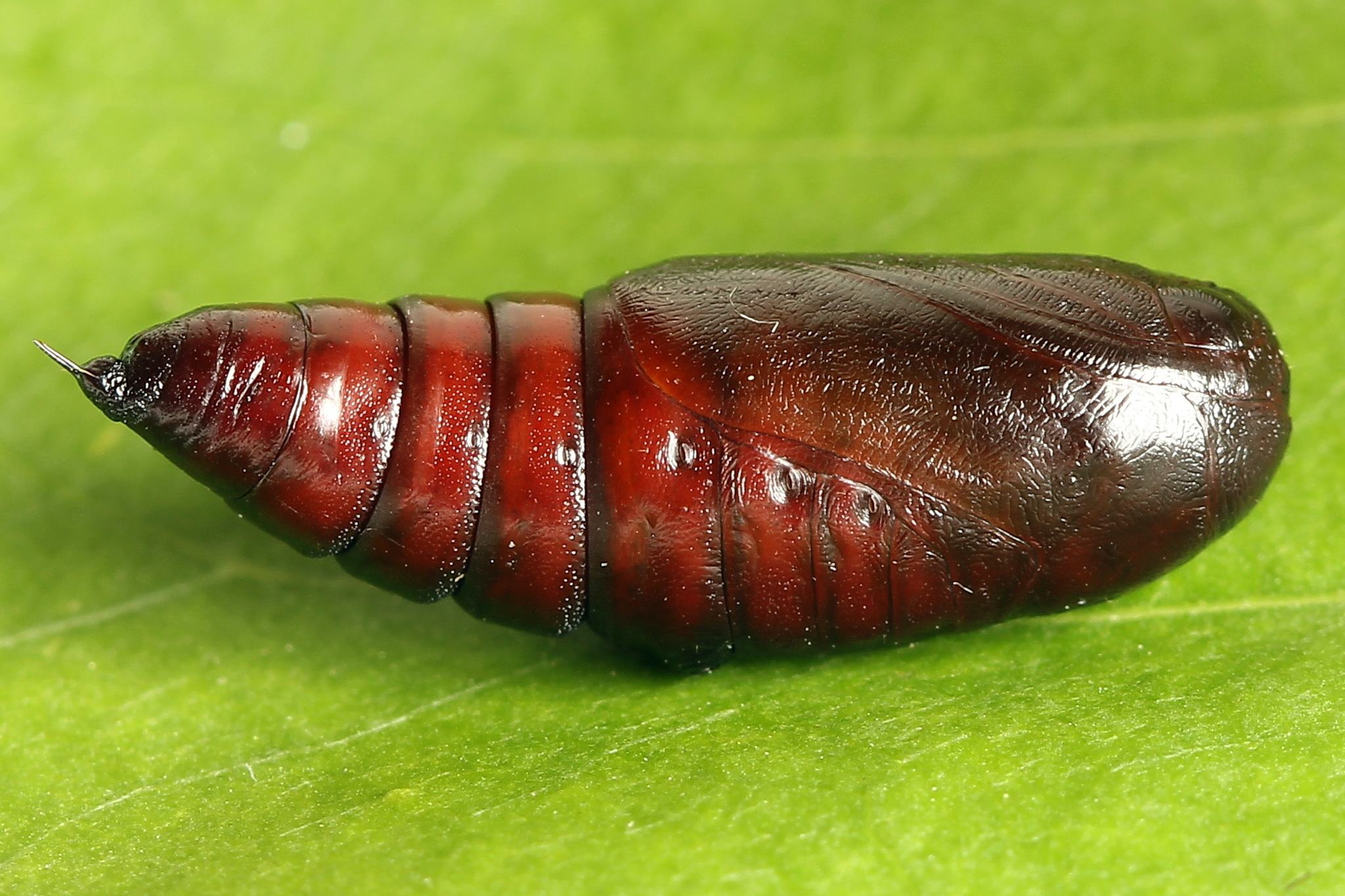 Panolis flammea