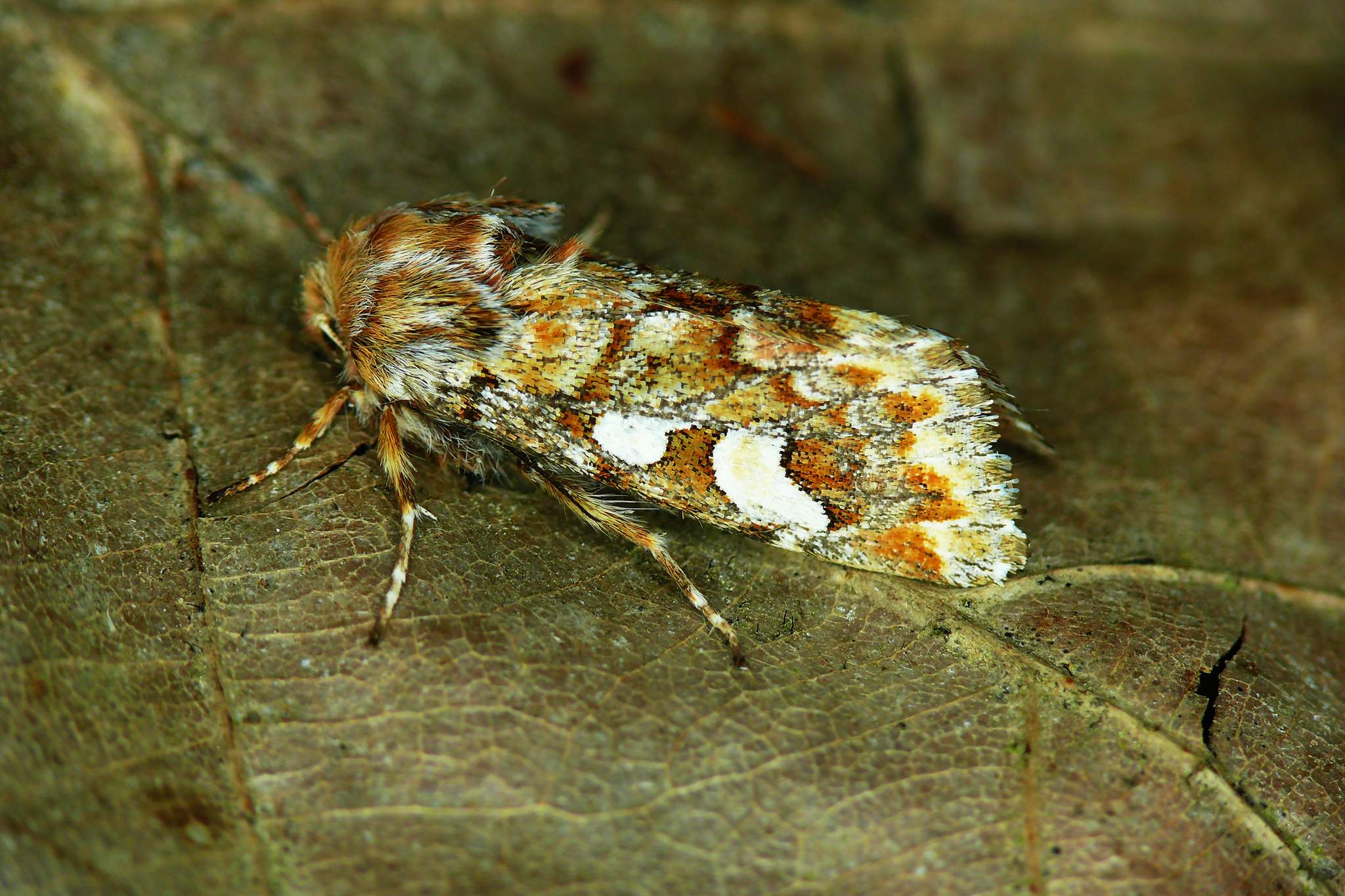 Panolis flammea