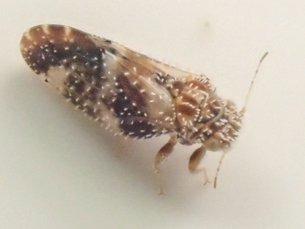 Aphalaroida
