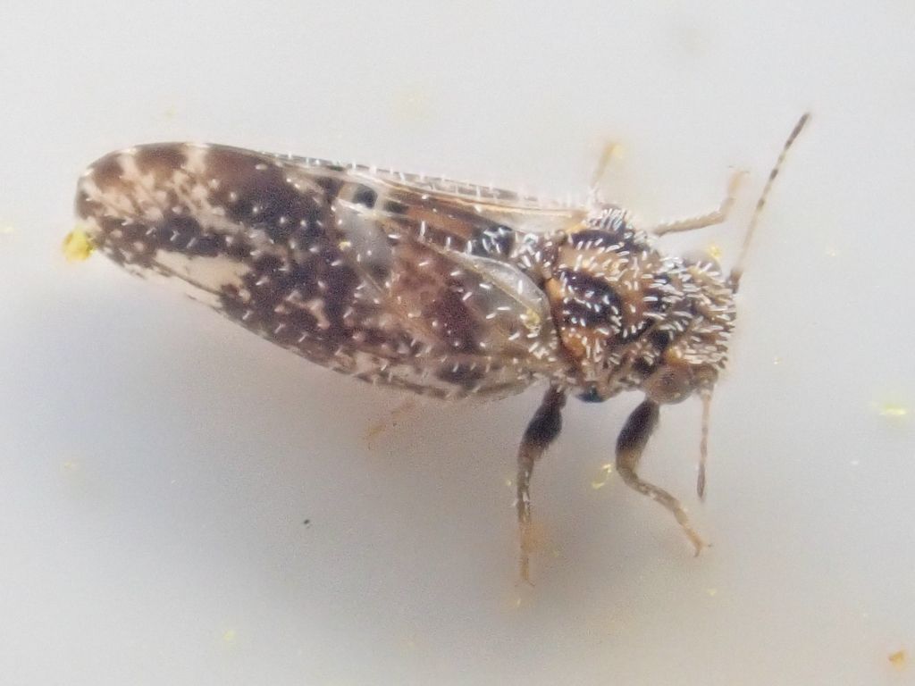 Aphalaroida