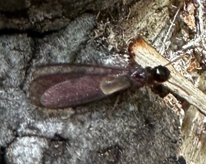 Calcaritermes
