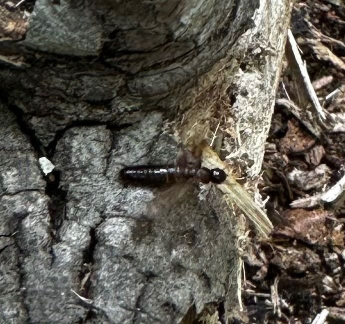 Calcaritermes