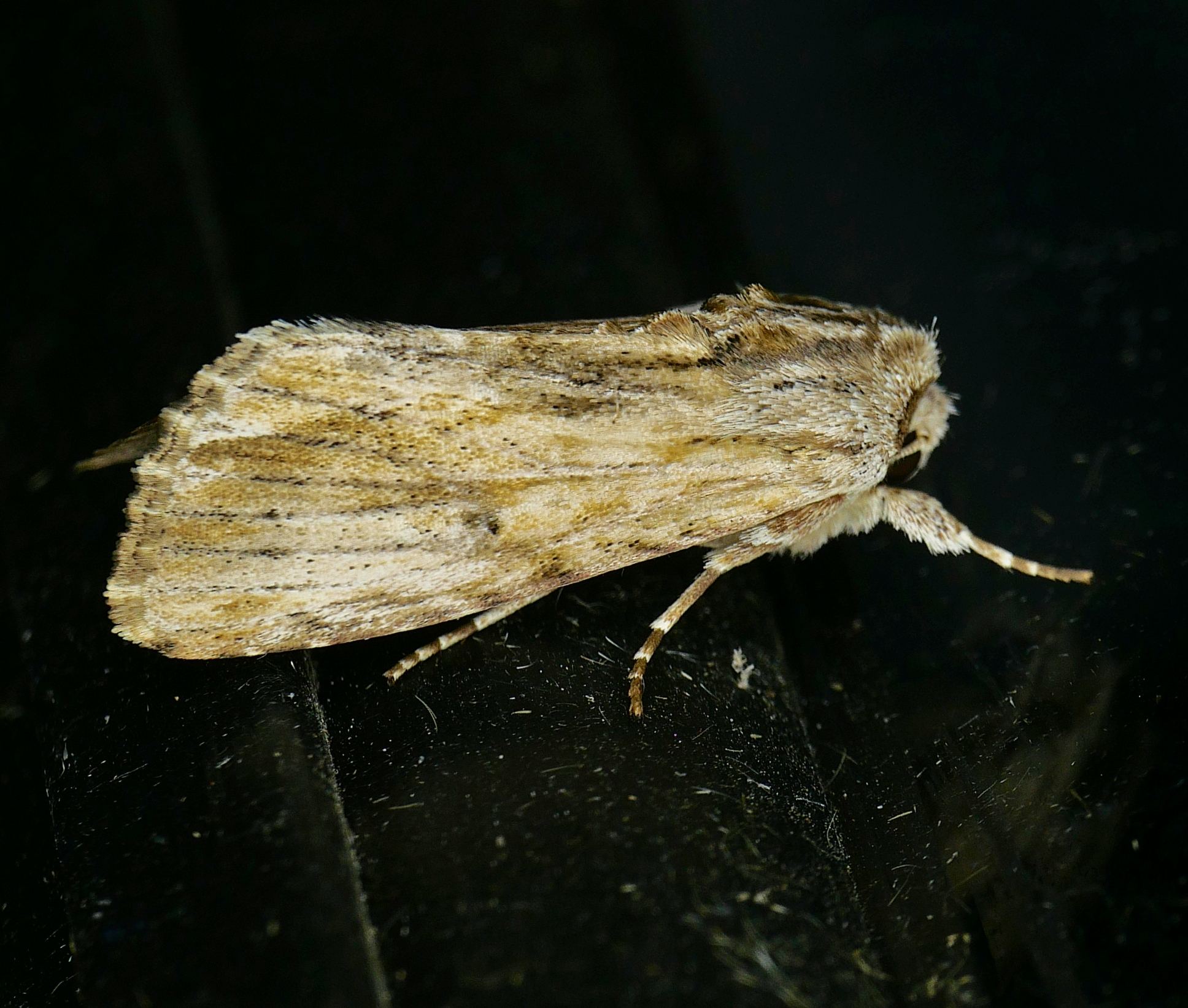 Spodoptera eridania