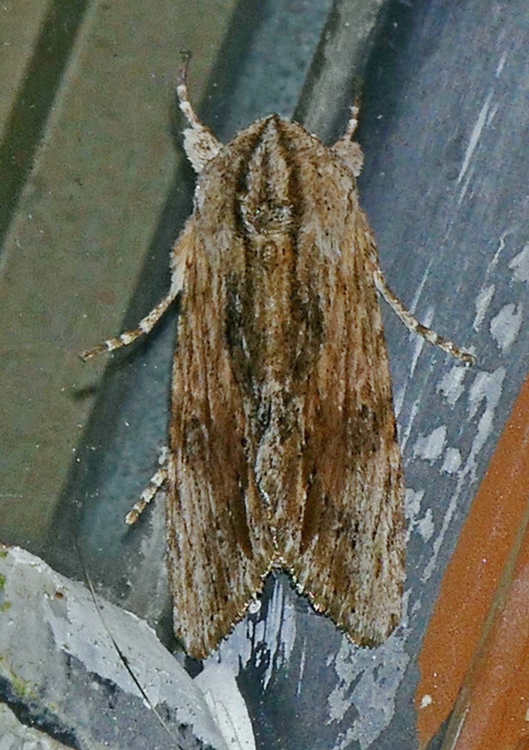 Spodoptera eridania