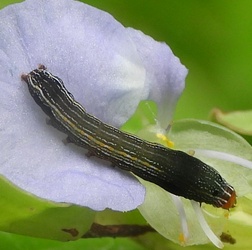 Spodoptera eridania