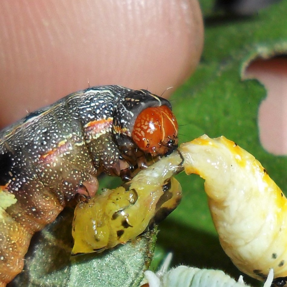 Spodoptera eridania