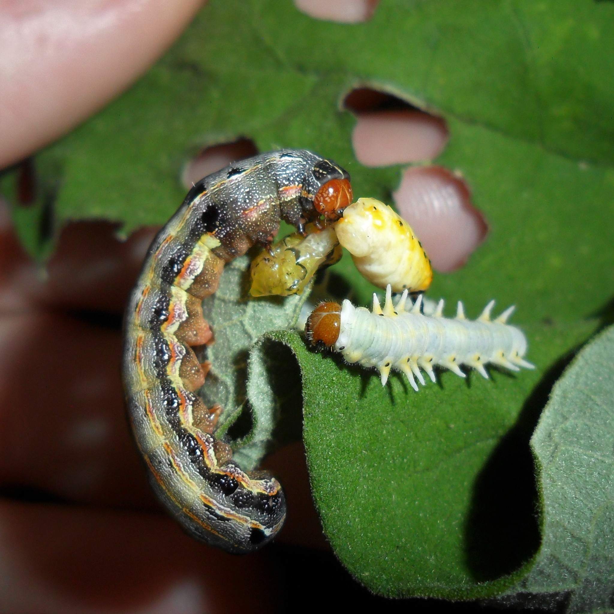 Spodoptera eridania