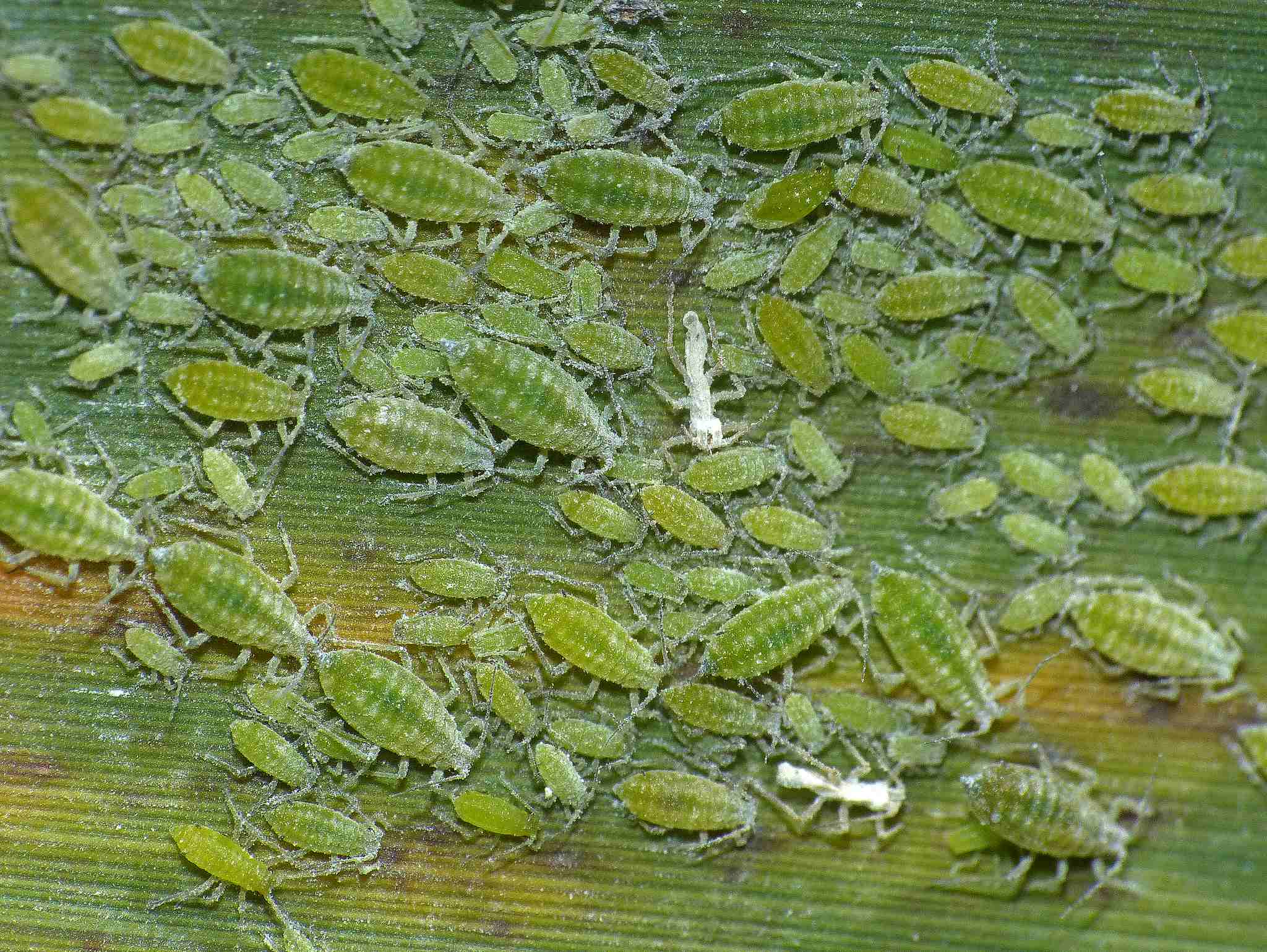Hyalopterus pruni