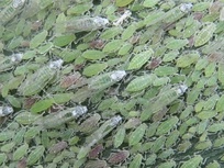 Hyalopterus pruni