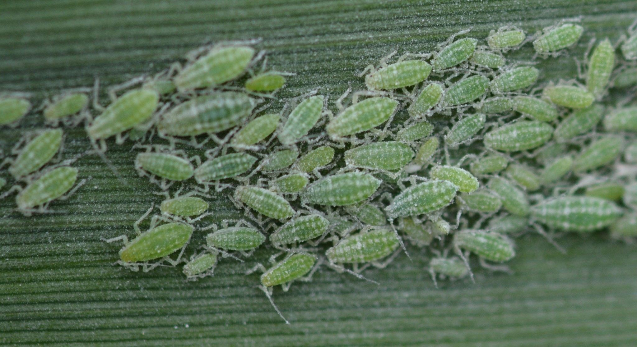 Hyalopterus pruni