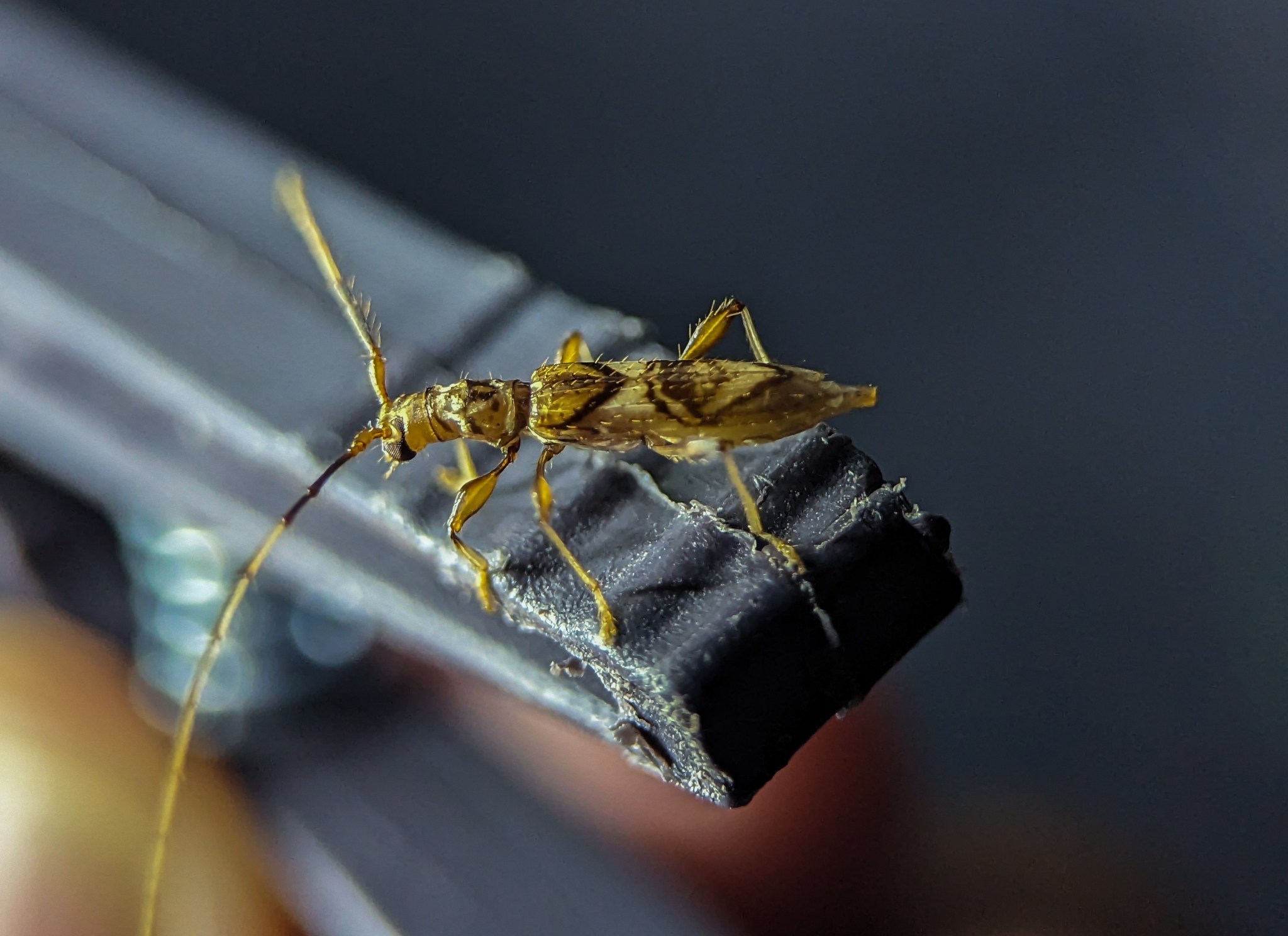 Compsibidion