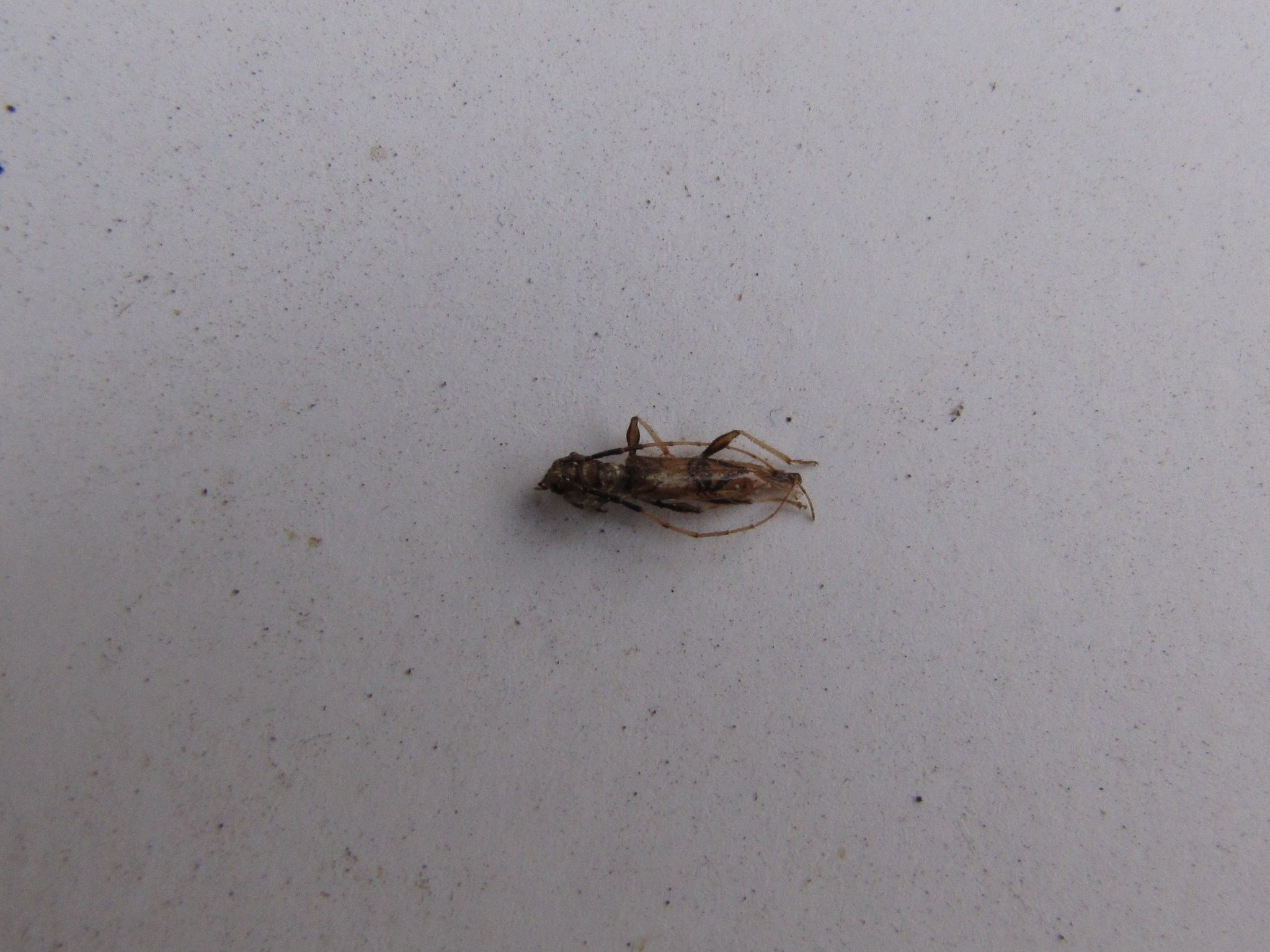 Compsibidion