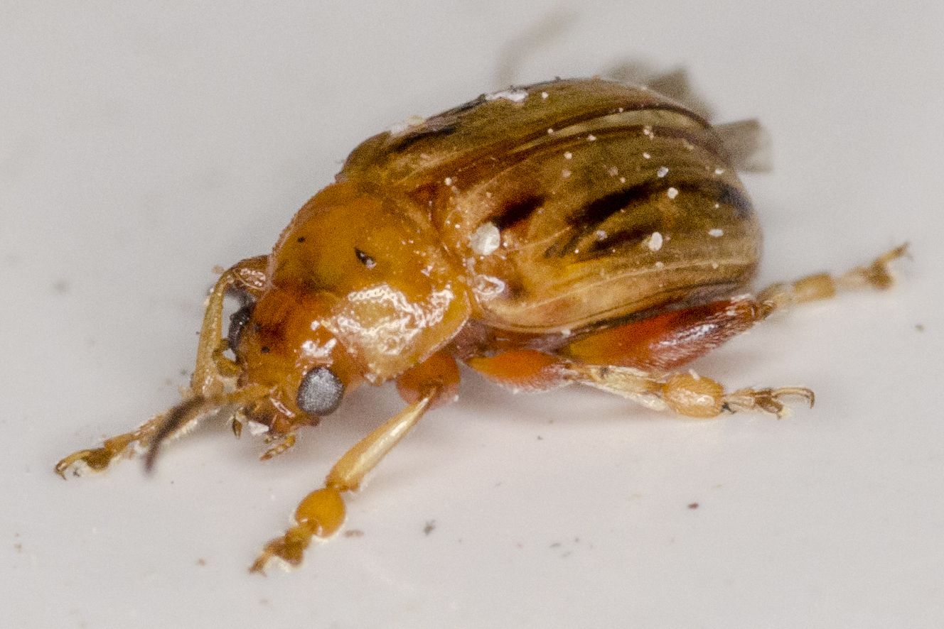 Arrhenocoela lineata