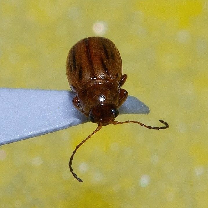 Arrhenocoela lineata
