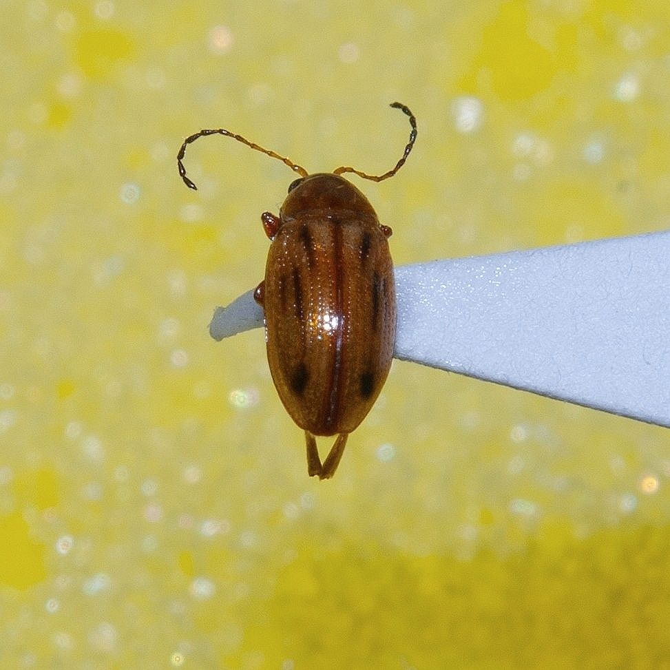 Arrhenocoela lineata