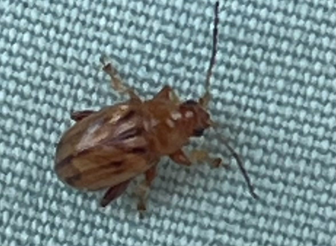 Arrhenocoela lineata