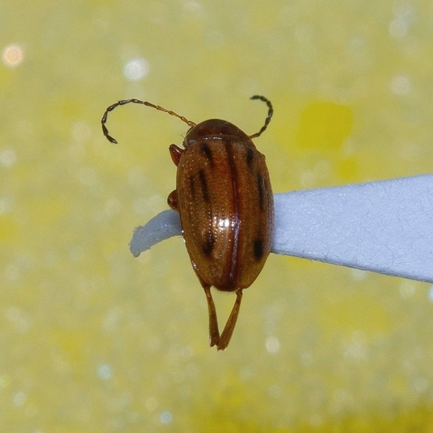 Arrhenocoela lineata