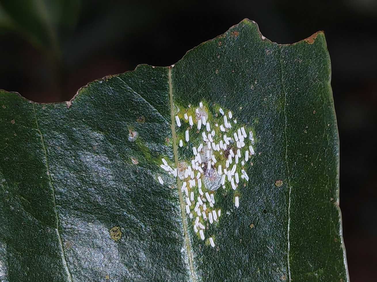 Aulacaspis alisiana