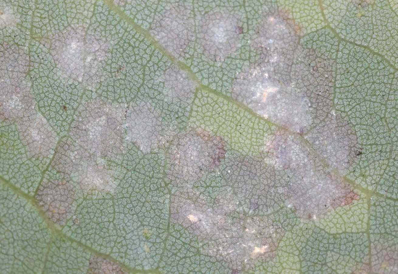 Eotetranychus sexmaculatus