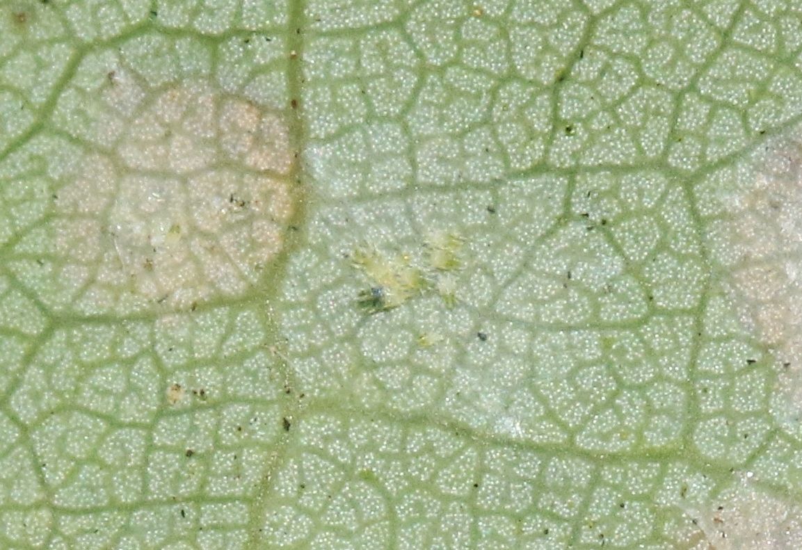 Eotetranychus sexmaculatus