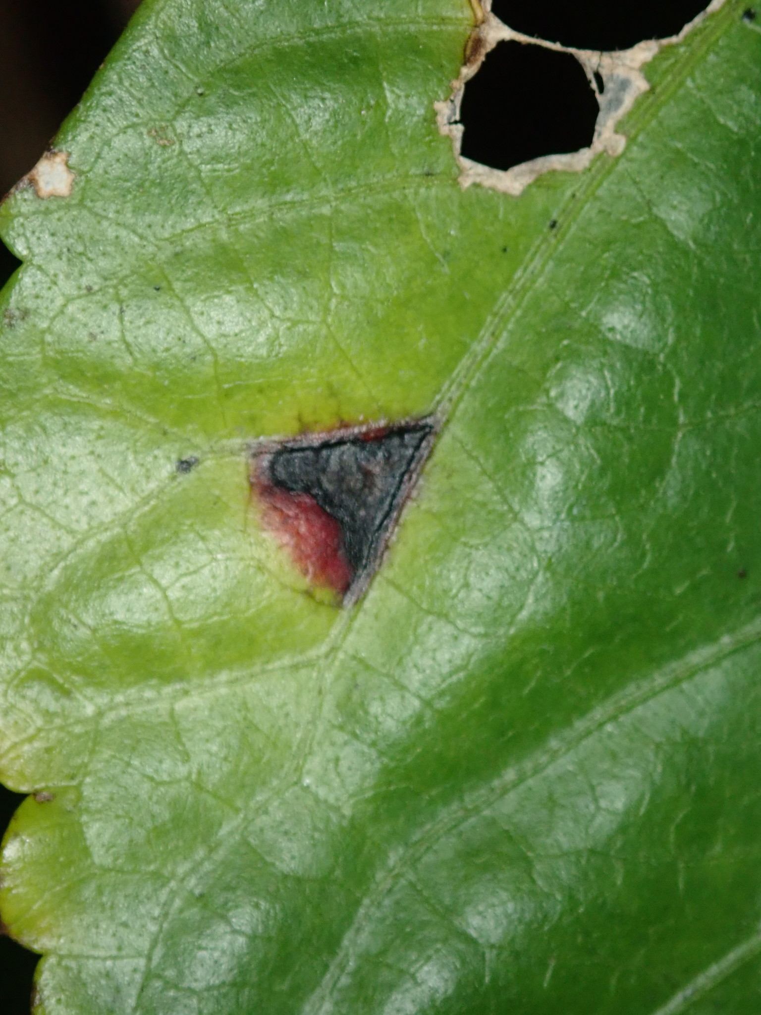 Pseudomonas cichorii