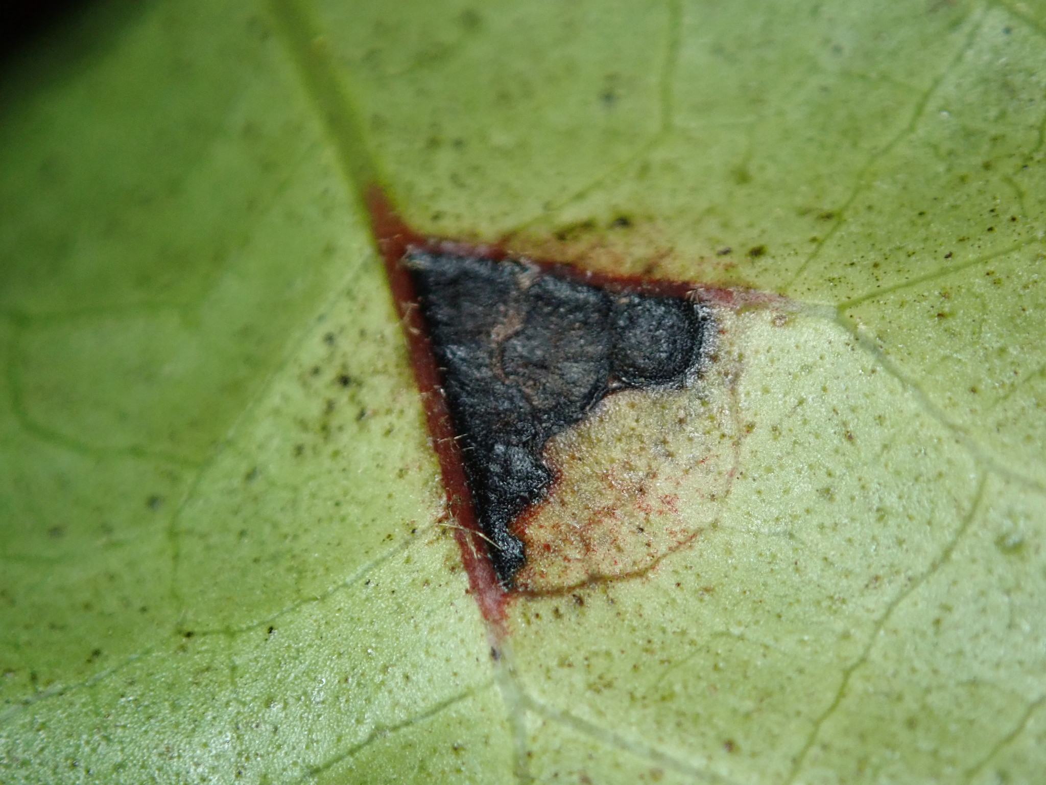 Pseudomonas cichorii