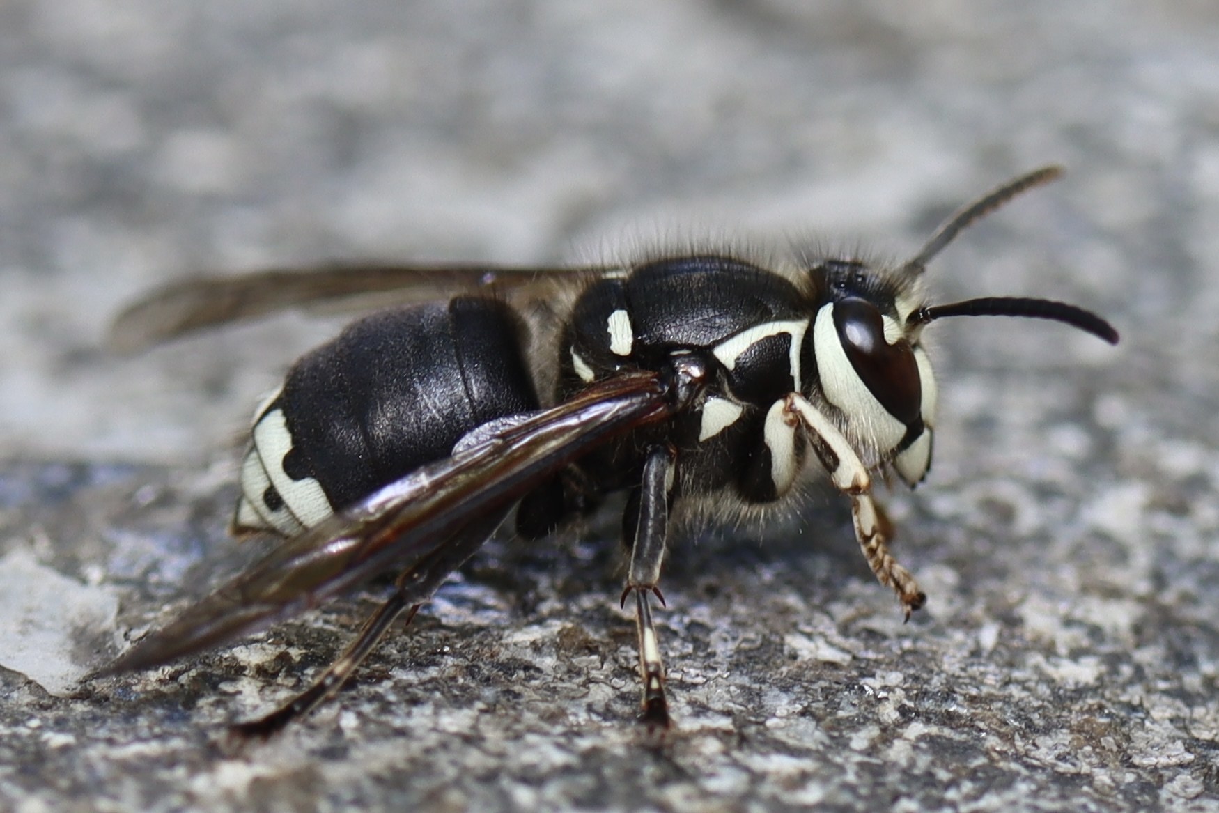 Vespula