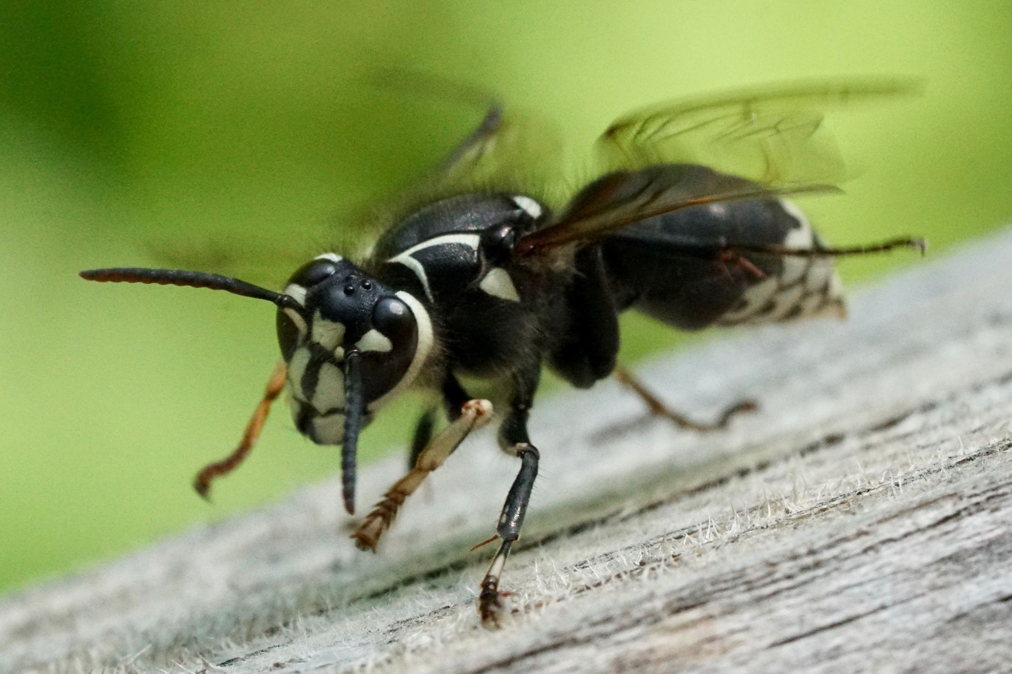 Vespula
