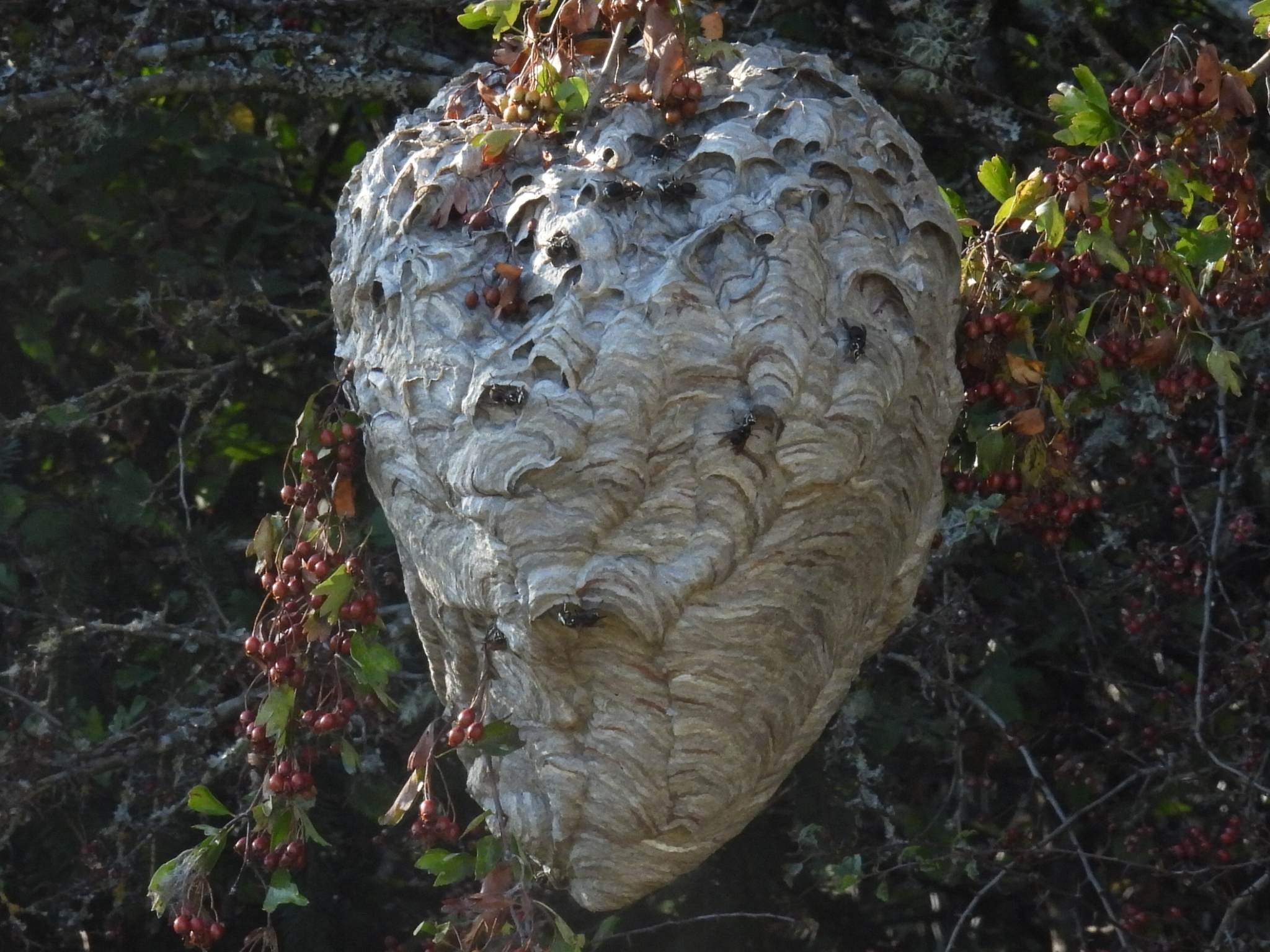 Vespula