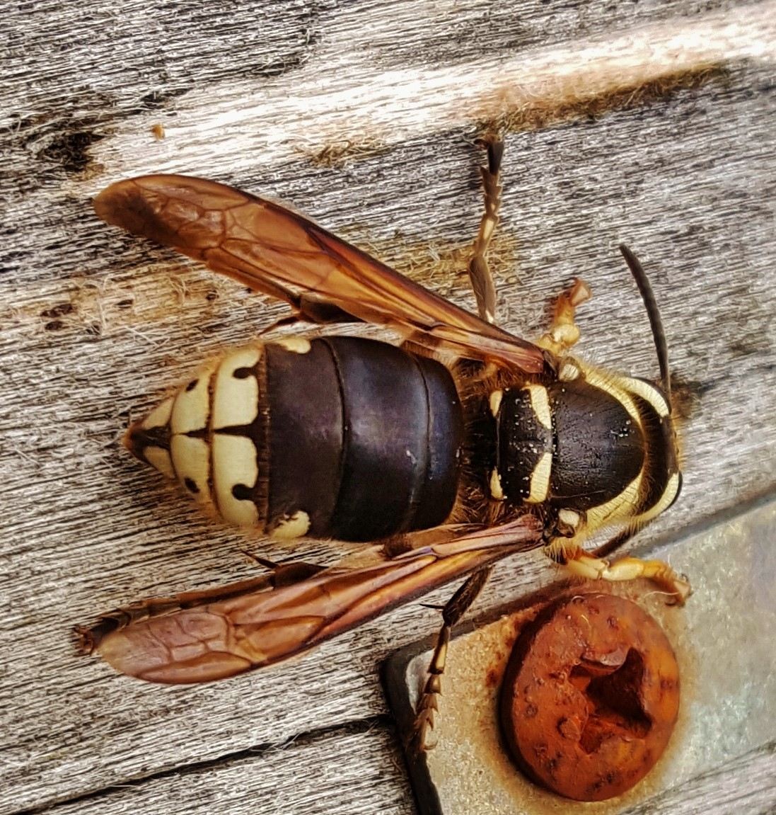 Vespula